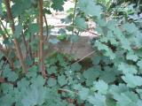 image of grave number 366009